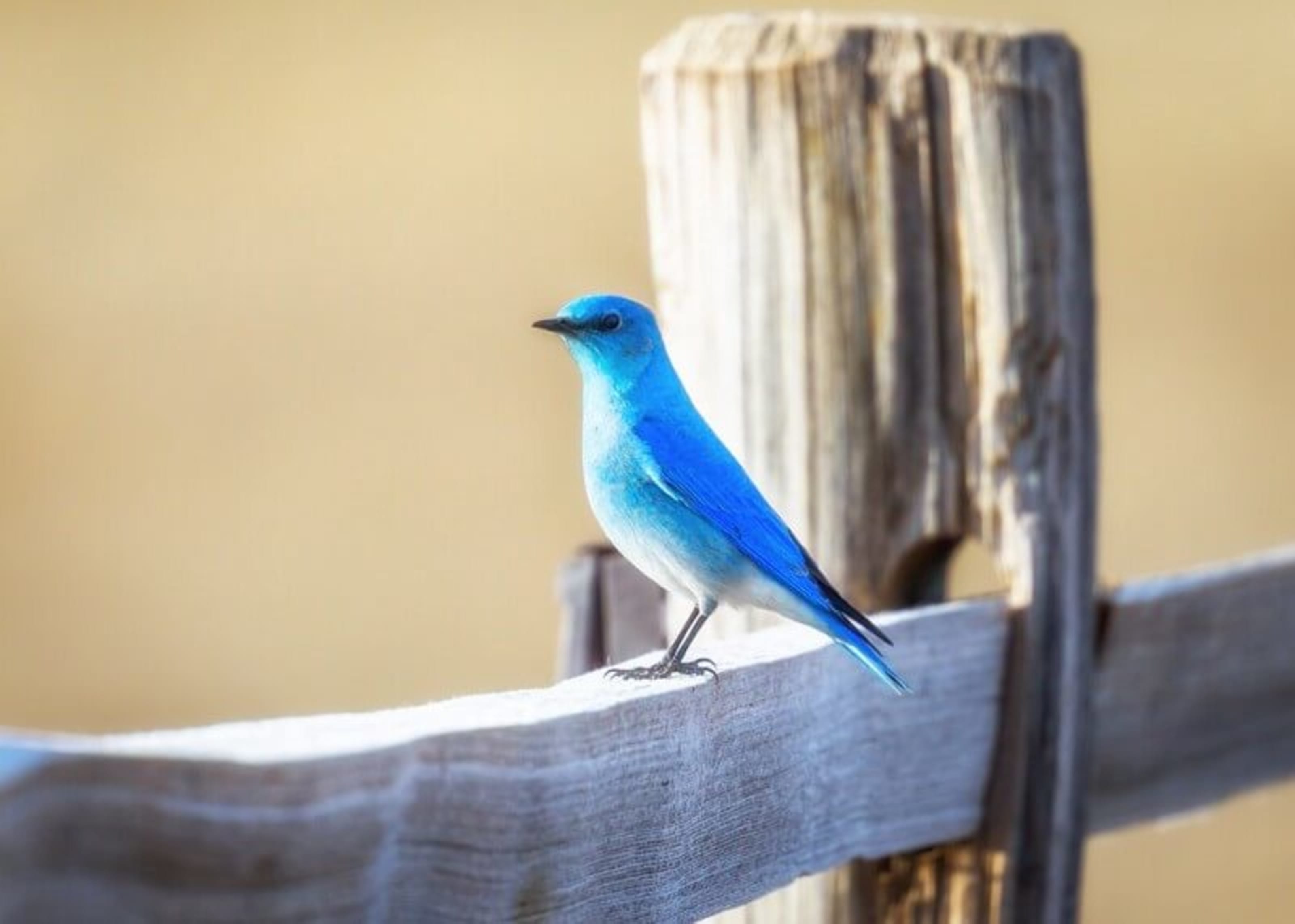 blue bird