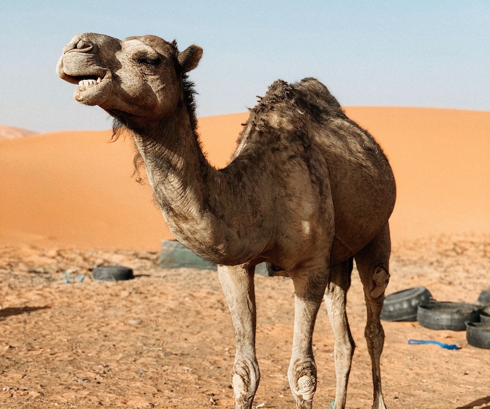 camel5.jpg