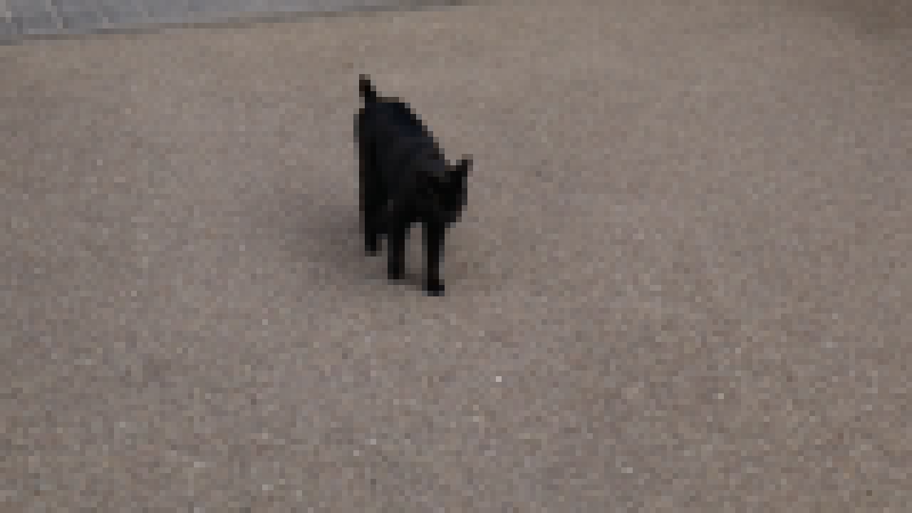 A 'video' of a black cat walking towards the camera.