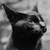 Cat Mac