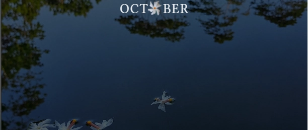 Cover image for The Little Flower That Brought Me Back to Coding