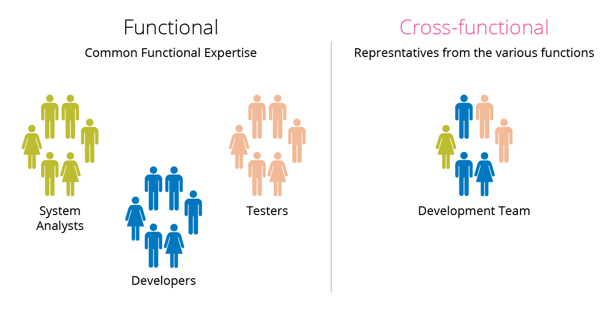 Functional and cross-functional teams