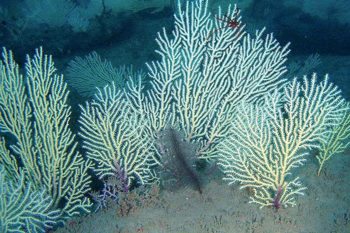 Long presumed dead, a thriving coral reef is discovered in West Africa