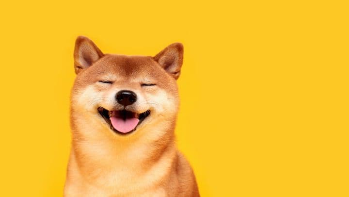 Shiba inu, the dog breed that inspired the SHIB memecoin. (Getty Images)