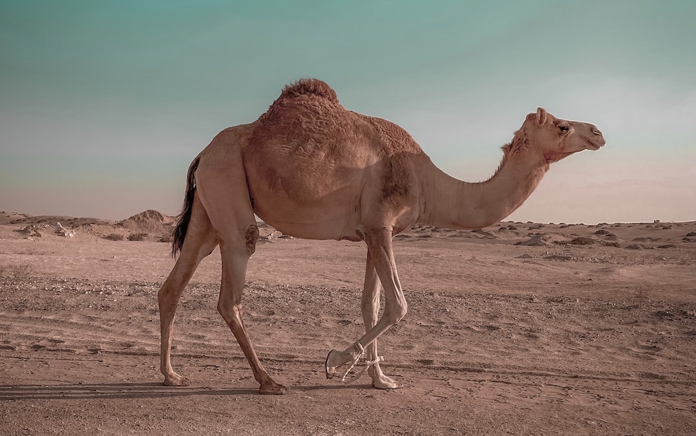 camel3.jpg