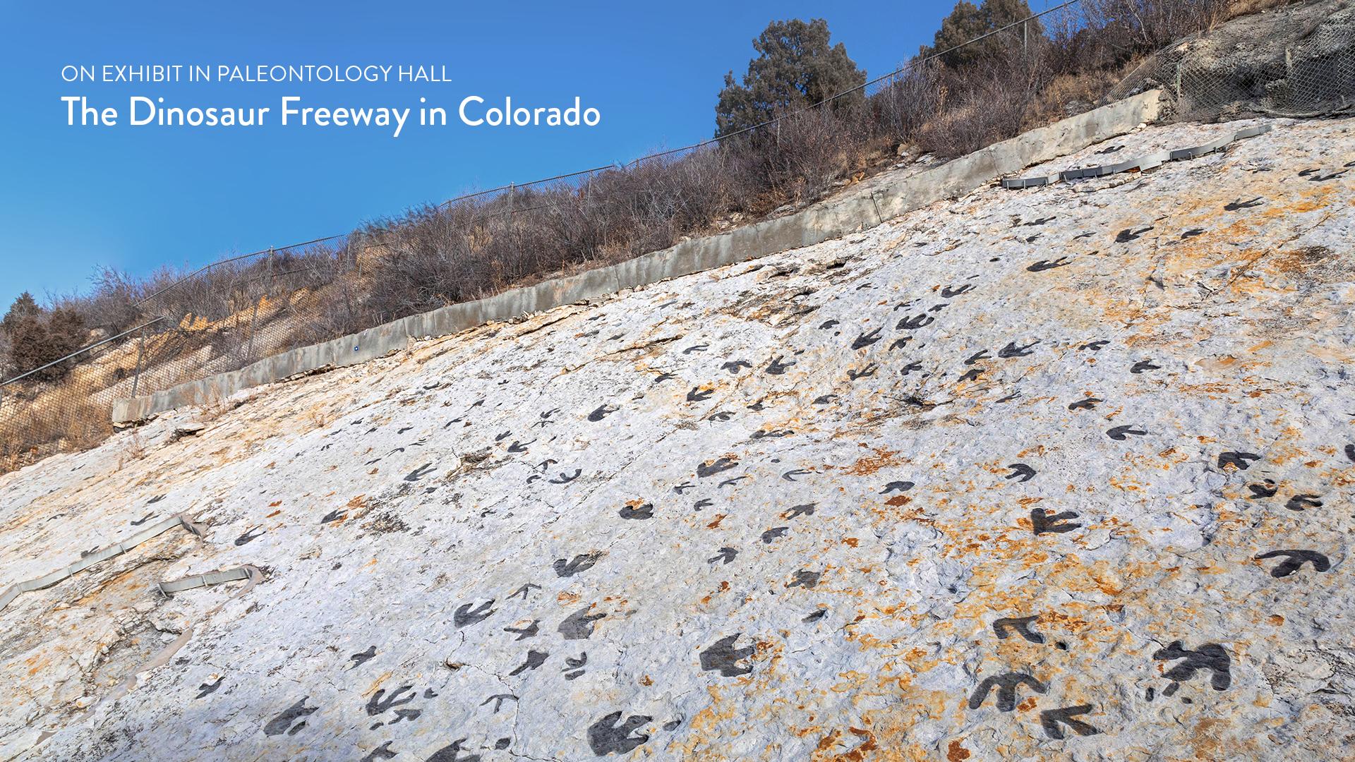April 15 is Family Day at the CU Museum of Natural History | Staff Council | University of Colorado Boulder