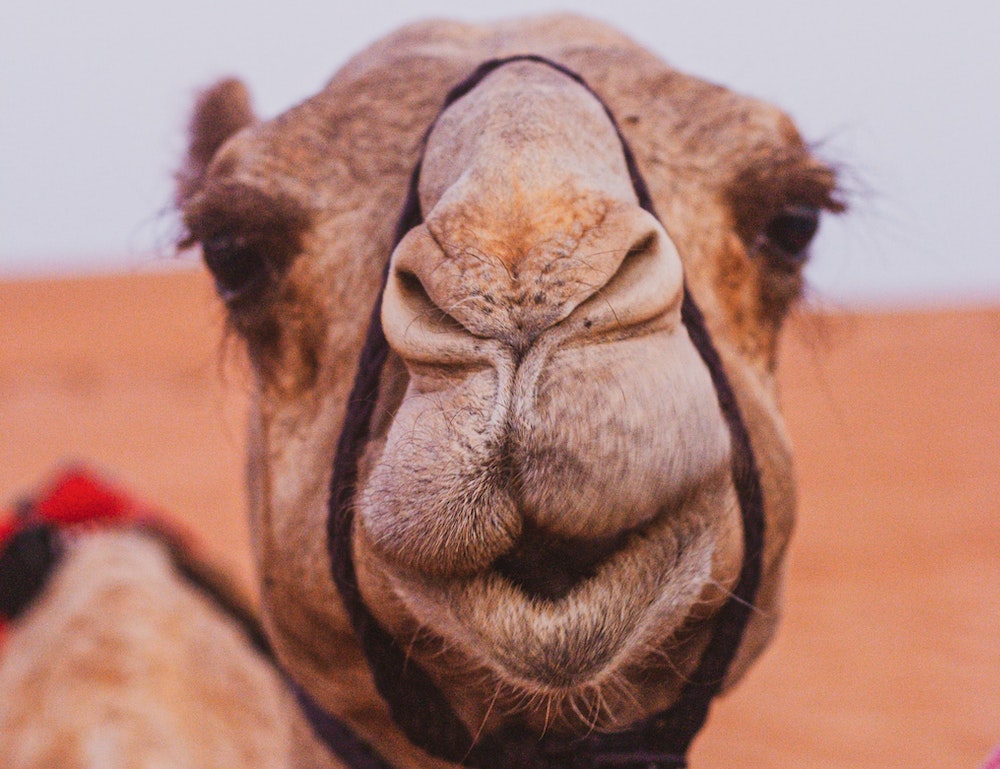 camel4.jpg