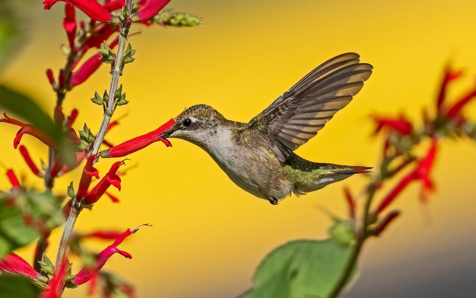 Humming bird feeding from a long red flower.
