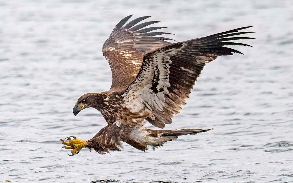 Juvenile bald eagle over water, yellow talons extended as it prepares to snag a fish.