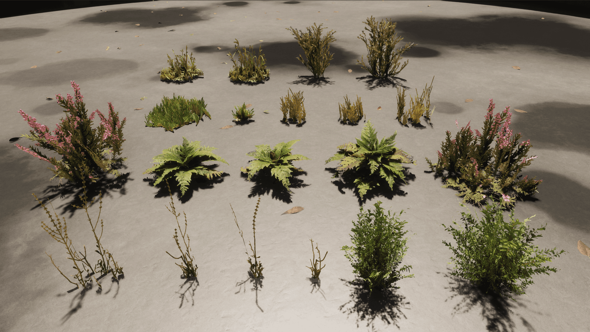 Plants on grey sand