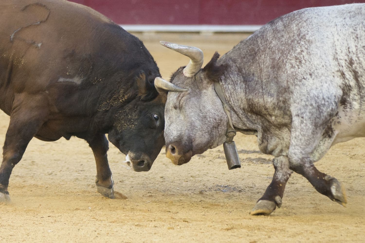 Bulls fighting. (Bykofoto/Shutterstock)
