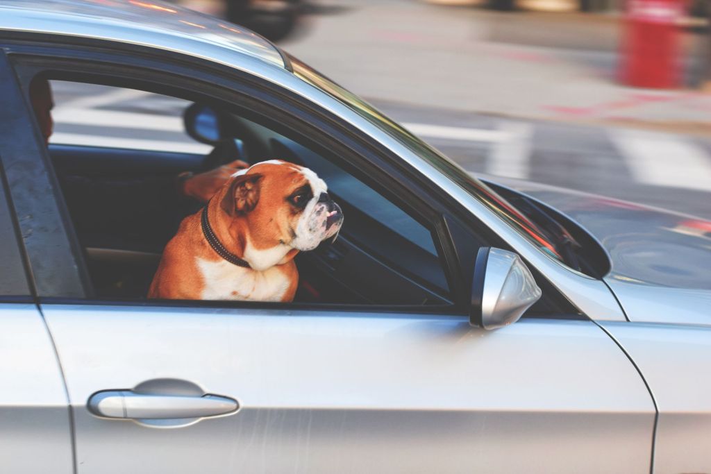 english bulldog inside vehicle