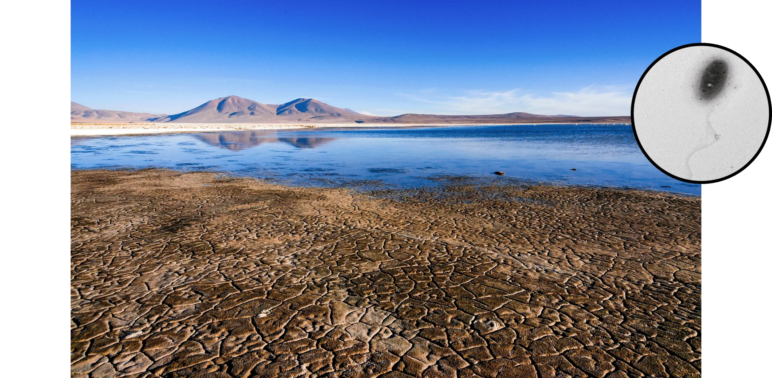 Salt wetlands of Salar de Huasco in Chile. Cracked, dried mudflat in the foreground leading to a calm blue lake, with low desert hills and a clear sky in the background. Side image: Electron micrograph showing a single rod-shaped bacteria cell with a long, thin, wavy flagellum extending from one end.