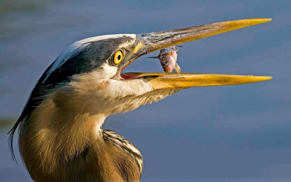 Blue heron with a fish in its beak.
