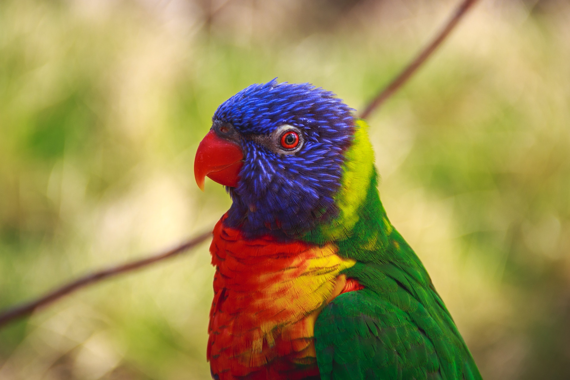 parrot.jpg