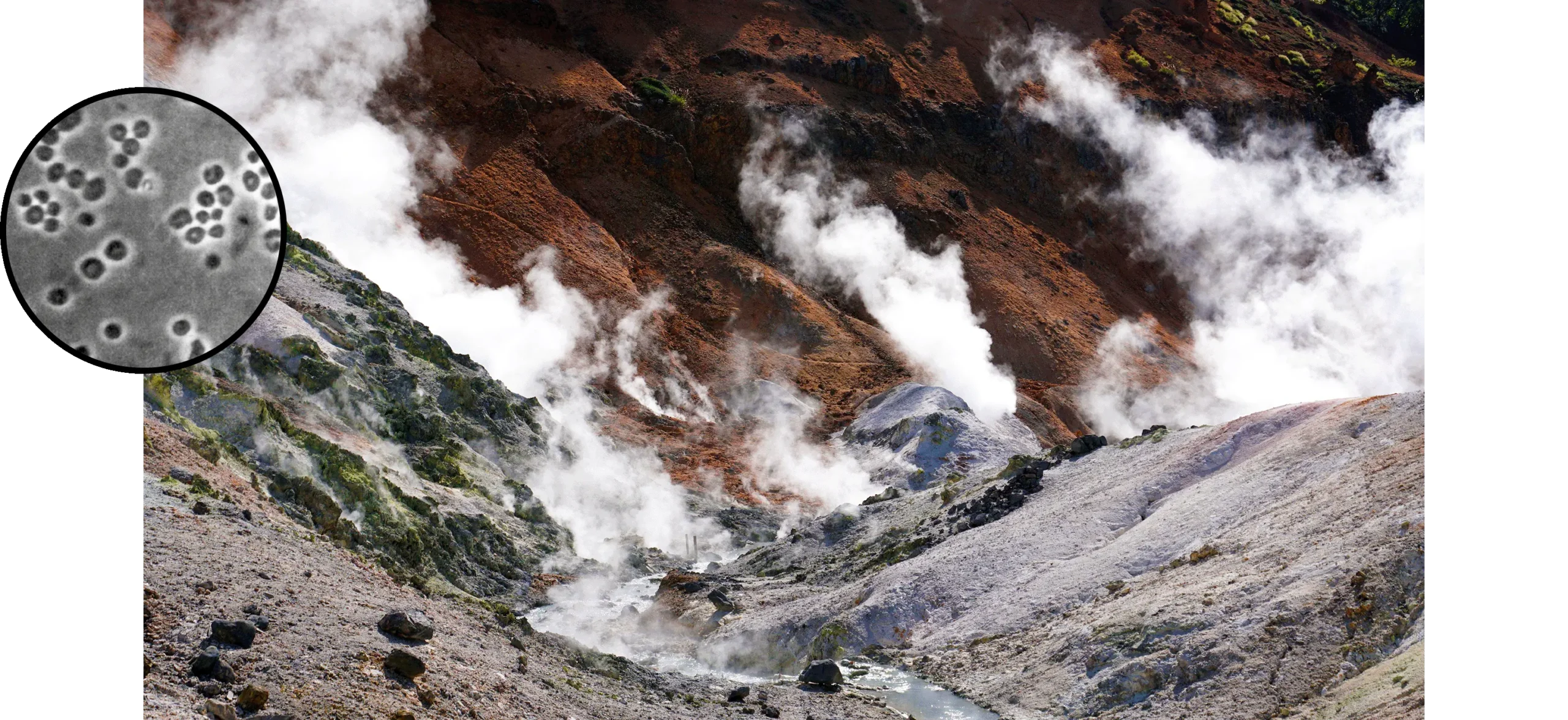 Main image: Steam rising from multiple vents in a hot spring on a barren hillside in northern Japan, with reddish-brown rock in the background and pale grey ground in the foreground. Side image: Phase-contrast micrograph of scattered round microbial cells of varying sizes on a grey background.