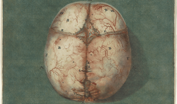 brain