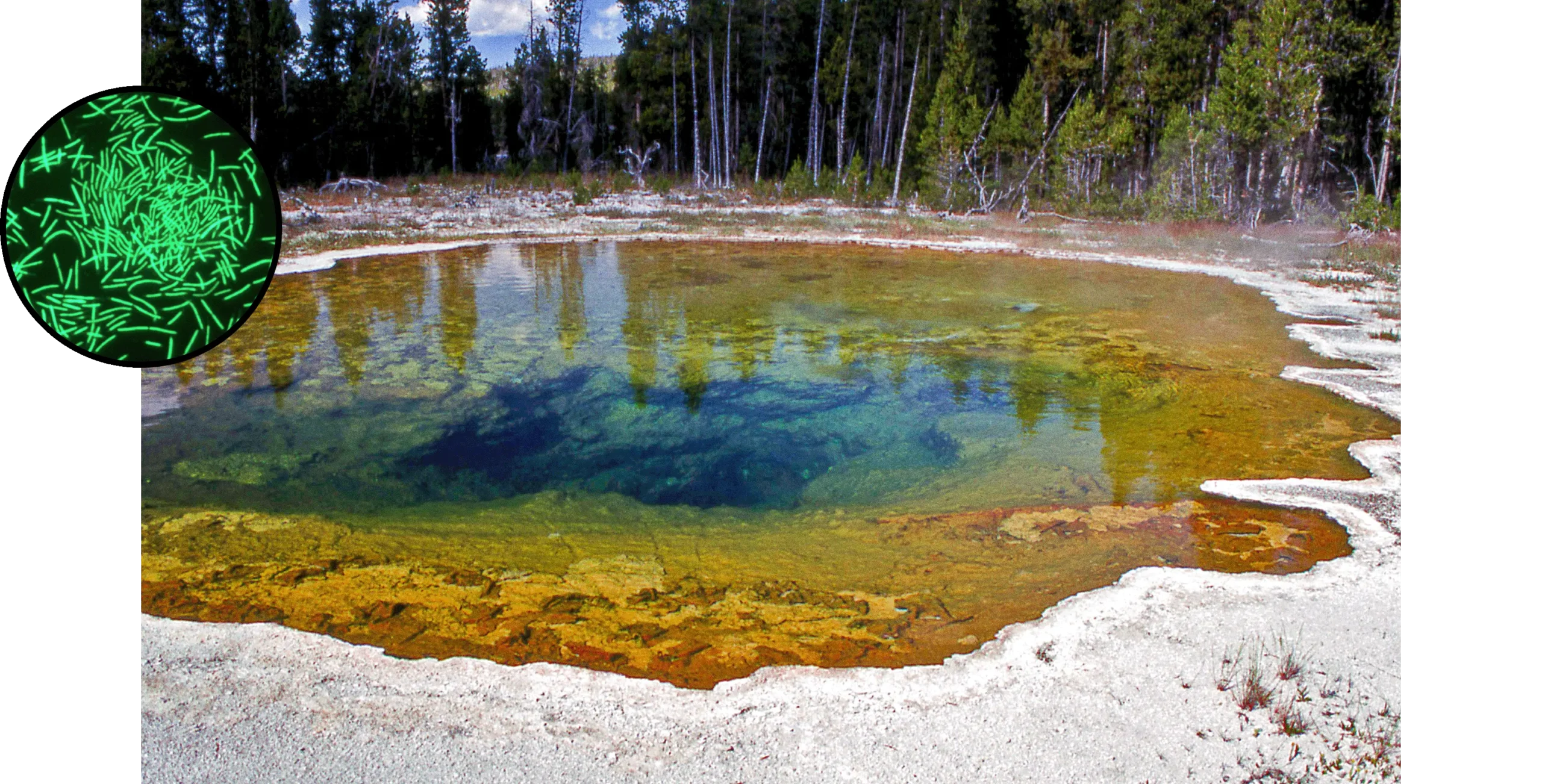 Main image: A hot spring in Yellowstone National Park, its water tinted green, gold and blue, with a green forest in the background. Side image: Fluorescence microscopy image of rod-shaped bacteria glowing bright green against a black background.